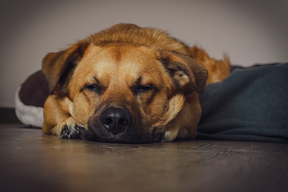 Was sollte man bedenken, wenn man mit dem Hund auf Reisen geht?